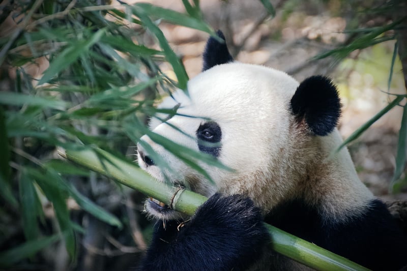 Bamboo Trellis