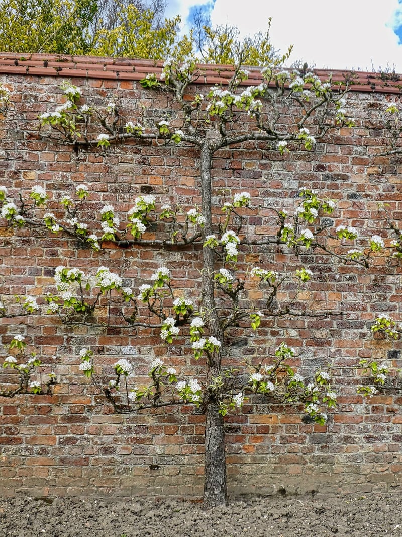 Espalier Fruit Trees
