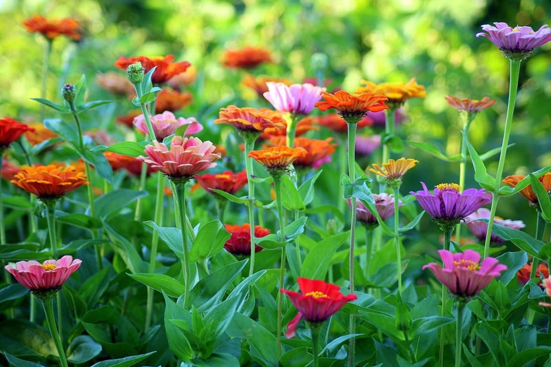 Colorful Flower Beds
